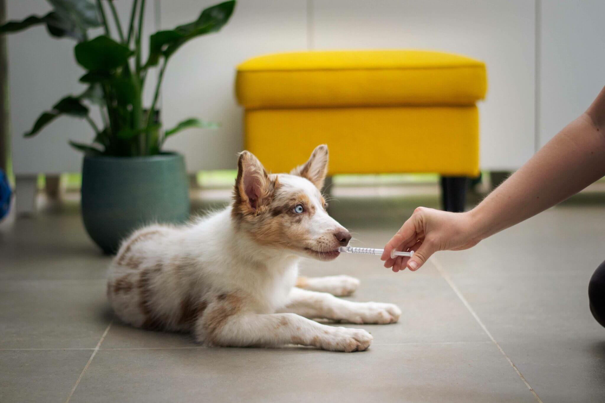 Small Animal Veterinary Clinic In Rice MN - Local Vet Near Me